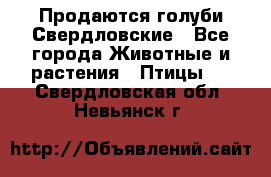 Продаются голуби Свердловские - Все города Животные и растения » Птицы   . Свердловская обл.,Невьянск г.